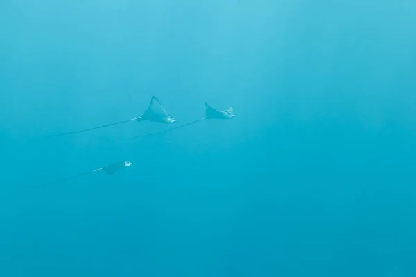 Подводный Мир Красное Море Египет — стоковое фото