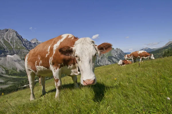 Vacas Montaña Karwendel — Foto de Stock