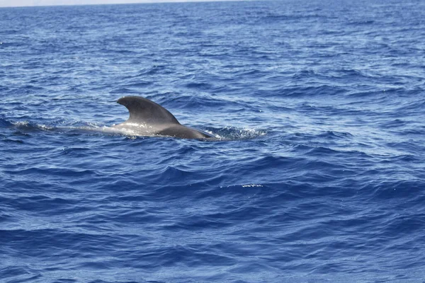 Grindwale Tenerife Gomera Long Short Finned Pilot Whale Globicephala Macrorhynchus — Stock Photo, Image