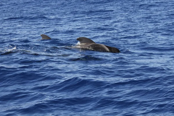 Πιλοτικά Ψάρια Φάλαινα Στο Νερό Φύση — Φωτογραφία Αρχείου