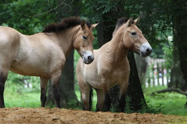 Caballos Aire Libre Durante Día — Foto de Stock