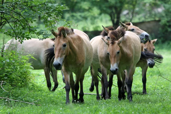 Caballos Aire Libre Durante Día — Foto de Stock