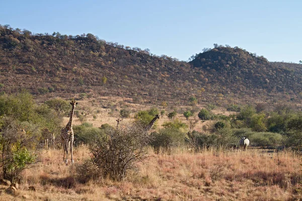 Alta Jirafa Animal Africano —  Fotos de Stock