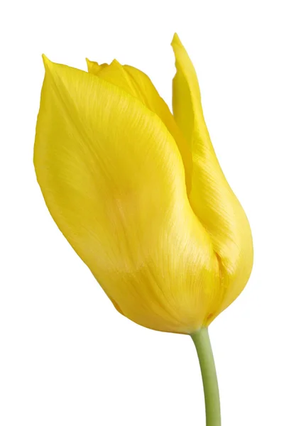 Primer Plano Una Flor Tulipán Amarilla Aislada Sobre Fondo Blanco — Foto de Stock