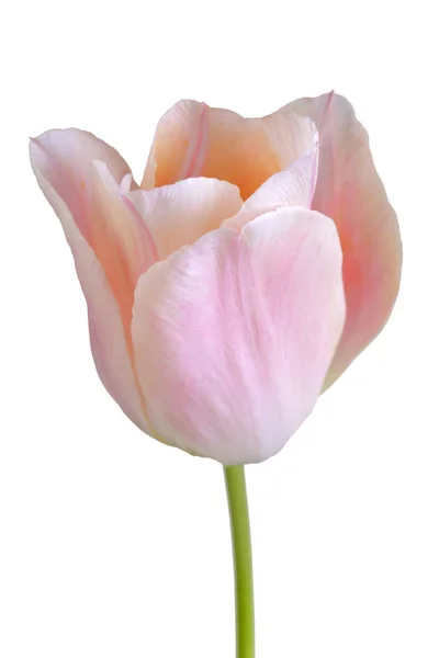 Beyaz Arka Planda Izole Edilmiş Pembe Bir Lale Çiçeğine Yaklaş — Stok fotoğraf