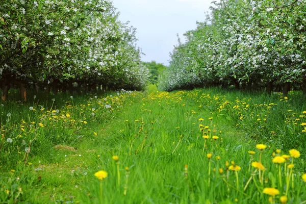 Вид Молодий Яблучний Сад Квітами Вечір Весна Саарланд Німеччина — стокове фото
