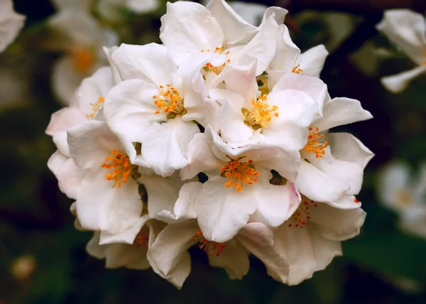 Close Apple Flowers Warm Evening Sun Spring Beckingen Saarland Germany — Stock Photo, Image