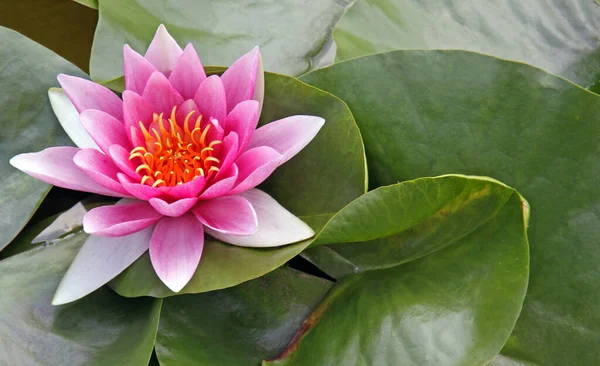 Closeup View Beautiful Water Lily — Stock Photo, Image