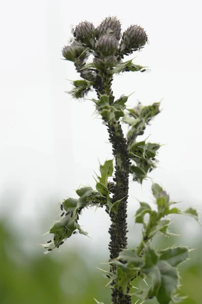 Massor Växthögar Och Myror Stjälk Naturlig Miljö — Stockfoto