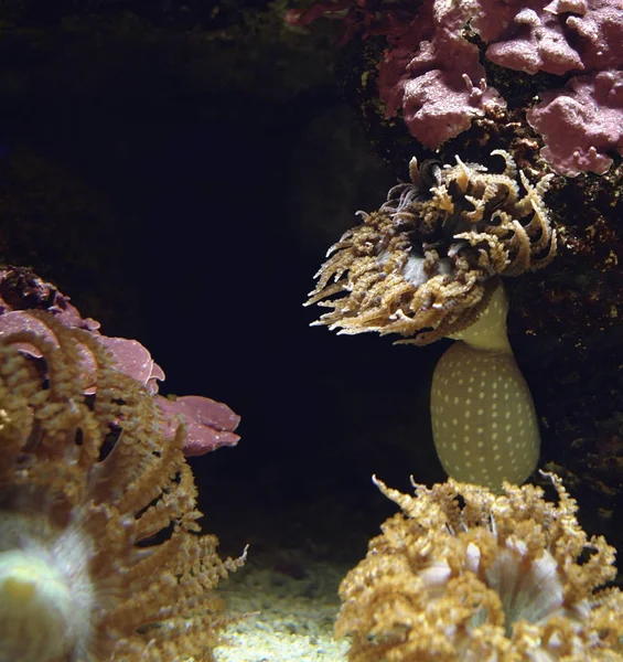 Підводні Пейзажі Показують Деякі Морські Анемони Темній Спині Копійкою — стокове фото