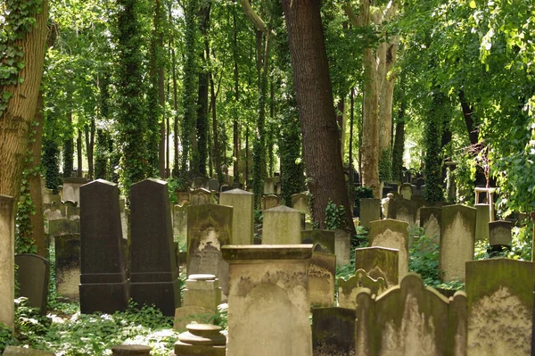 Ensolarado Detalhe Iluminado Velho Cemitério Uma Floresta Berlin Alemanha — Fotografia de Stock