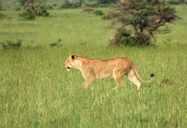 一头狮子在乌干达省的绿色非洲草原上散步 — 图库照片