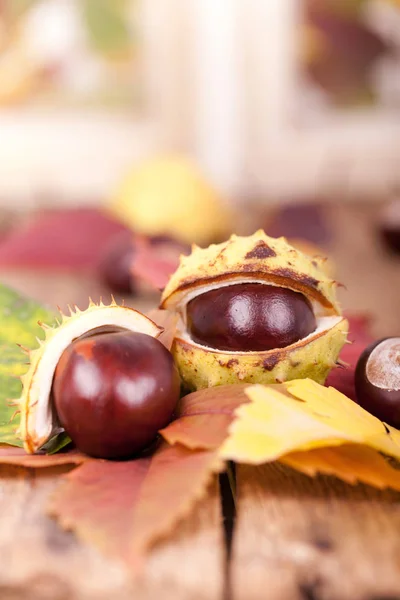 Close View Chestnuts Autumn — Stock Photo, Image