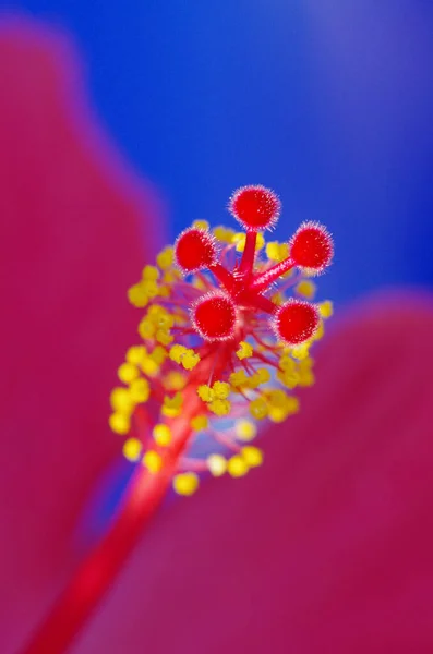 히비스커스 식물상 — 스톡 사진