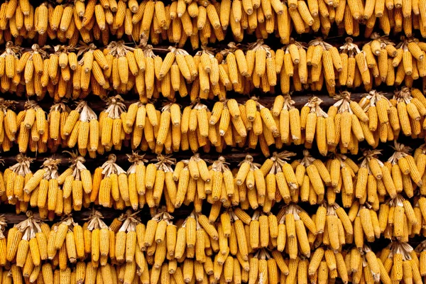 Visão Panorâmica Agricultura Foco Seletivo — Fotografia de Stock