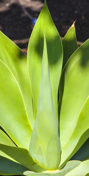 Тропічна Рослина Кактусова Ботанічна Флора — стокове фото