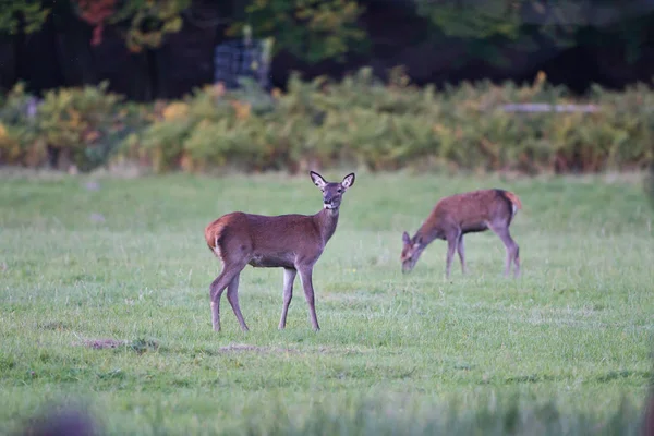 Damwild Gras — Stockfoto