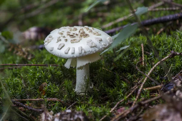 Ehető Gomba Növényi Táplálék — Stock Fotó