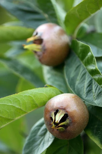Zblízka Zralé Mango Ovoce — Stock fotografie