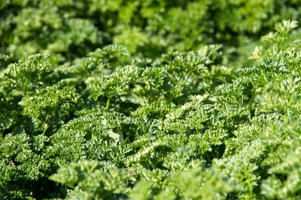 Hermosa Flora Jardín Naturaleza — Foto de Stock