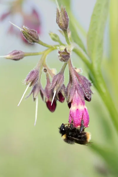 Vista Close Belo Inseto Bumblebee — Fotografia de Stock