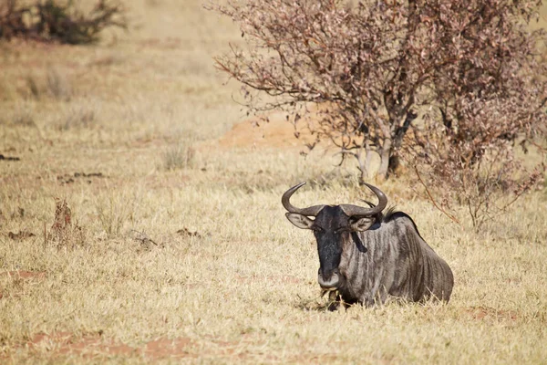 Bull Savannah Africa — Stock Photo, Image