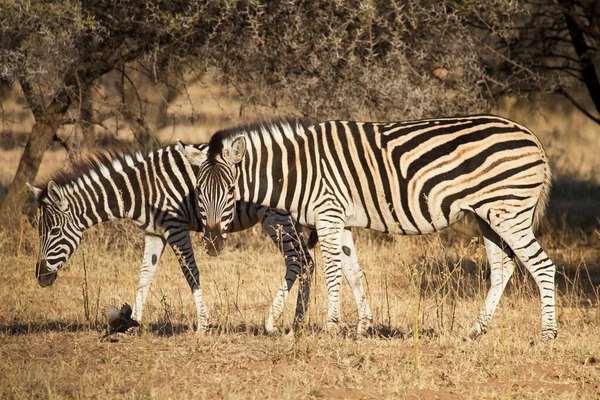 Afrikaans Zwart Wit Zebra Dier — Stockfoto