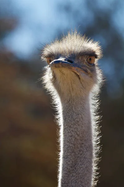 Struisvogelportret Dierentuin — Stockfoto