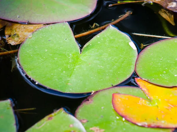 池の中の熱帯雨林 — ストック写真