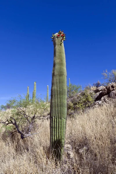 Bellísimas Cactus Verdes Paisaje Del Desierto Con Cielo Azul —  Fotos de Stock