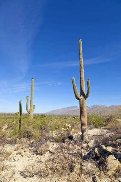 Bellísimas Cactus Verdes Paisaje Del Desierto Con Cielo Azul —  Fotos de Stock