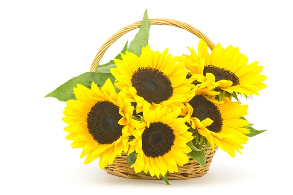 Hermoso Ramo Girasol Una Cesta Helianthus — Foto de Stock