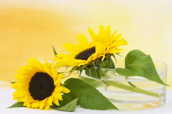Sonnenblumen Glasvase — Stockfoto