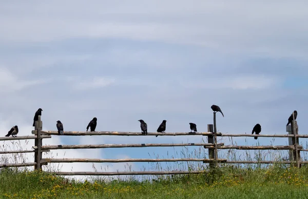 Vista Hermoso Pájaro Naturaleza — Foto de Stock