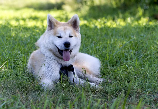 Tatlı Köpeklerin Açık Hava Çekimi — Stok fotoğraf