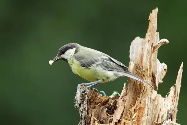 Great Tit Parus Major Sitting Tree Trunk — Stock fotografie