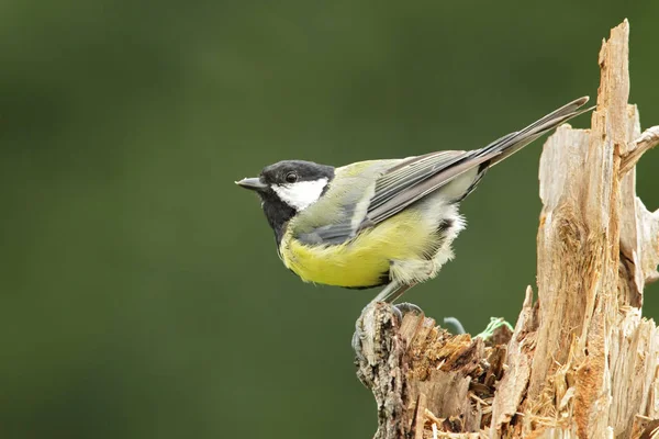 Great Tit Parus Major Sits Tree Trunk — Stock Photo, Image