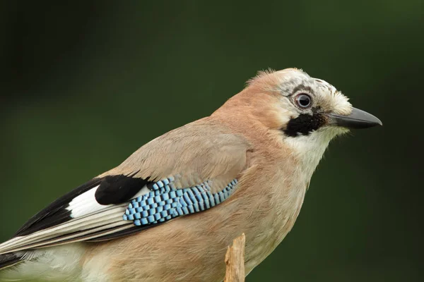 Portret Sójki Garrulus Glandarius — Zdjęcie stockowe