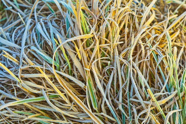 Gefrorenes Gras Auf Der Wiese Winter — Stockfoto