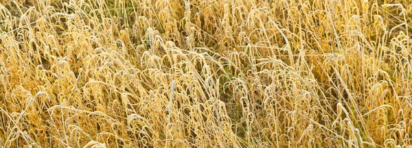 Erba Ghiacciata Sul Prato Inverno — Foto Stock