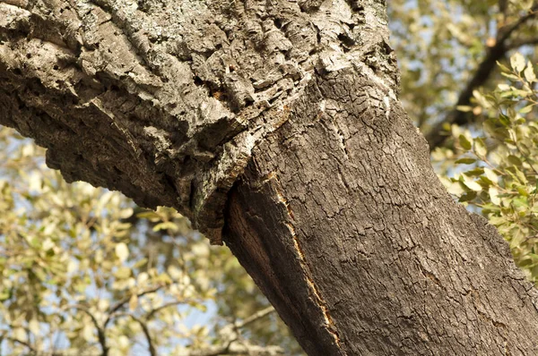 コルクウッドの木だ Comiphora Spp — ストック写真