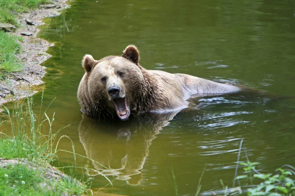 Medvědí Zvíře Hnědé Grizzly — Stock fotografie