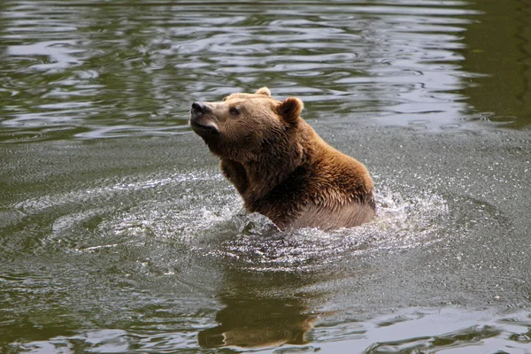 Καφέ Αρκούδα Ζώο Γκρίζλι — Φωτογραφία Αρχείου
