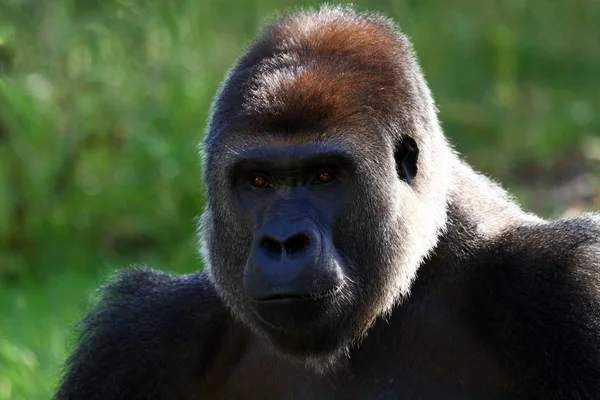 Primer Plano Los Animales Zoológico —  Fotos de Stock