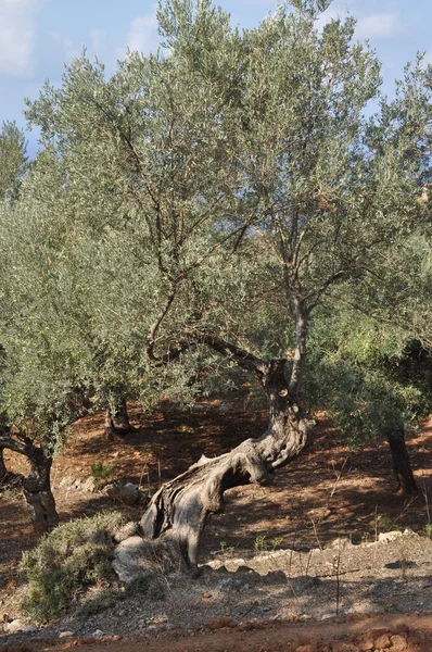 Olijfboom Natuur Flora — Stockfoto