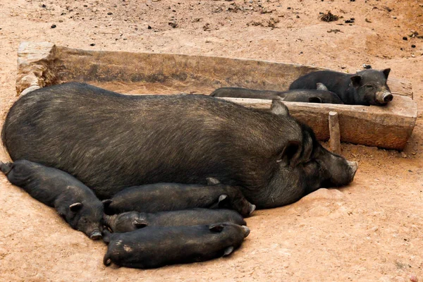 地面に寝ている豚 — ストック写真