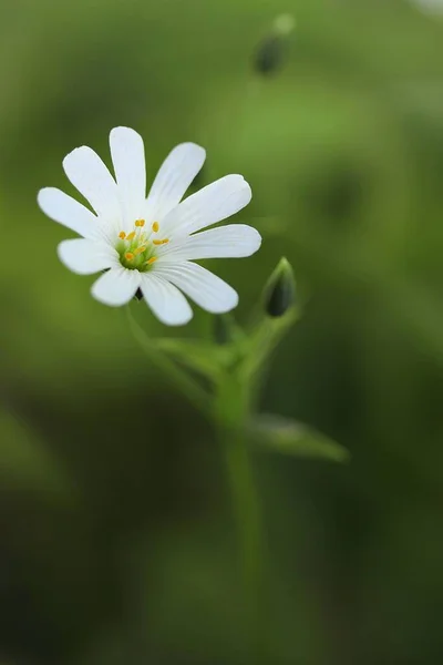 Vackra Blommor Blommigt Koncept Bakgrund — Stockfoto