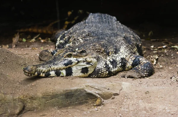 Krokodil Pihen Homokon Víz Közelében — Stock Fotó