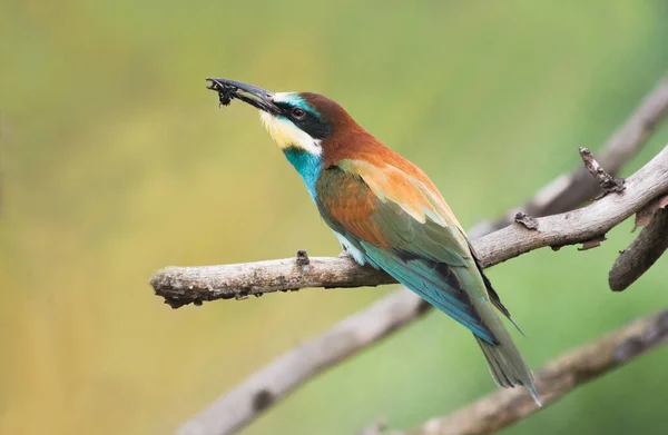 European Bee Eater Або Merops Apiaster Ловлячи Комах — стокове фото