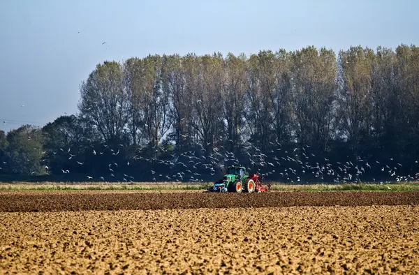 Trekker Ploegen Het Veld Met Zwerm Vogels Zoek Naar Voedsel — Stockfoto